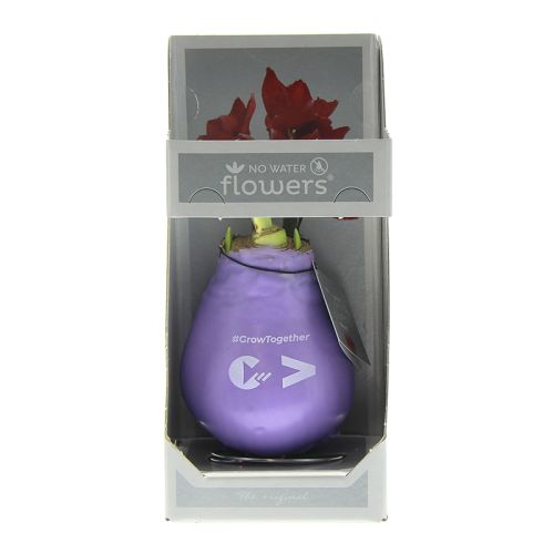 Amaryllis bulb in gift box - Image 2
